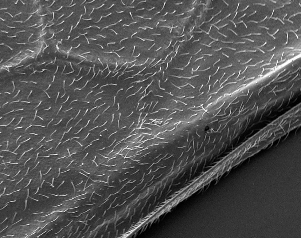 Flying ant wing